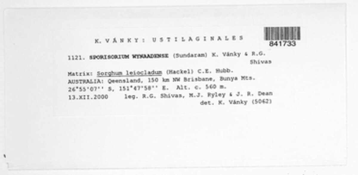 Sporisorium wynaadense image